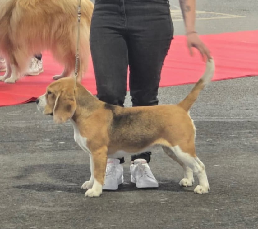 Publication : Des Veneurs Du Mazaureix