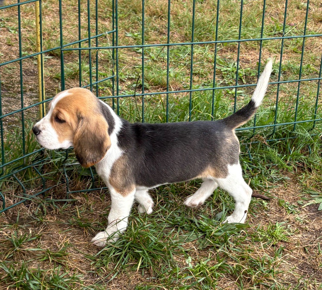 Automne Des Veneurs Du Mazaureix