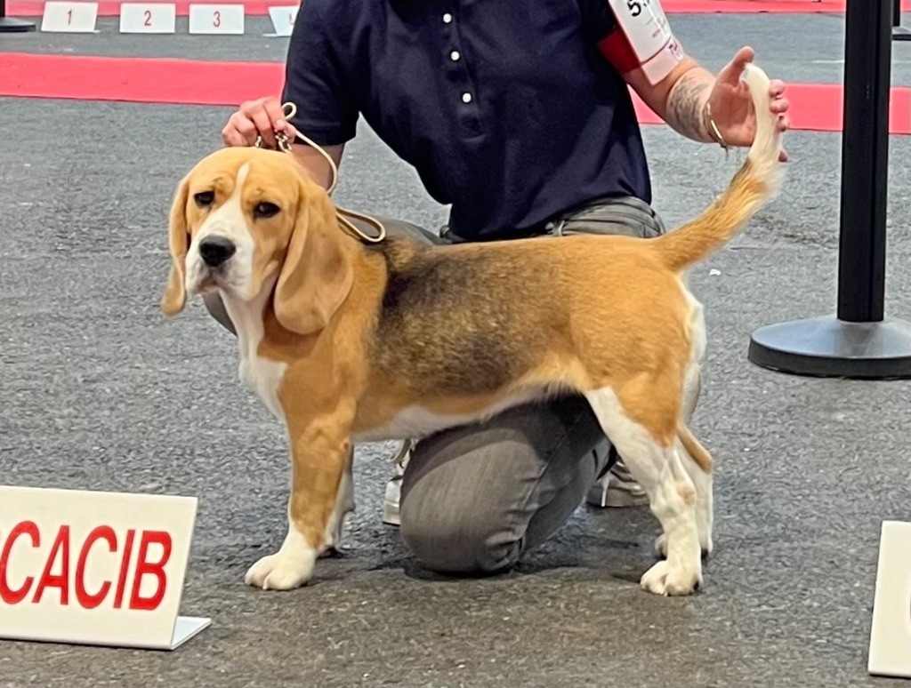 Taiga de la Cascade d'Orion