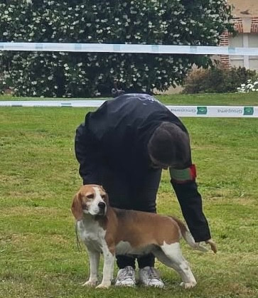 Simba Des Chasseurs Du Temps - 6ème Exc en Classe Ouverte Femelle sur 51