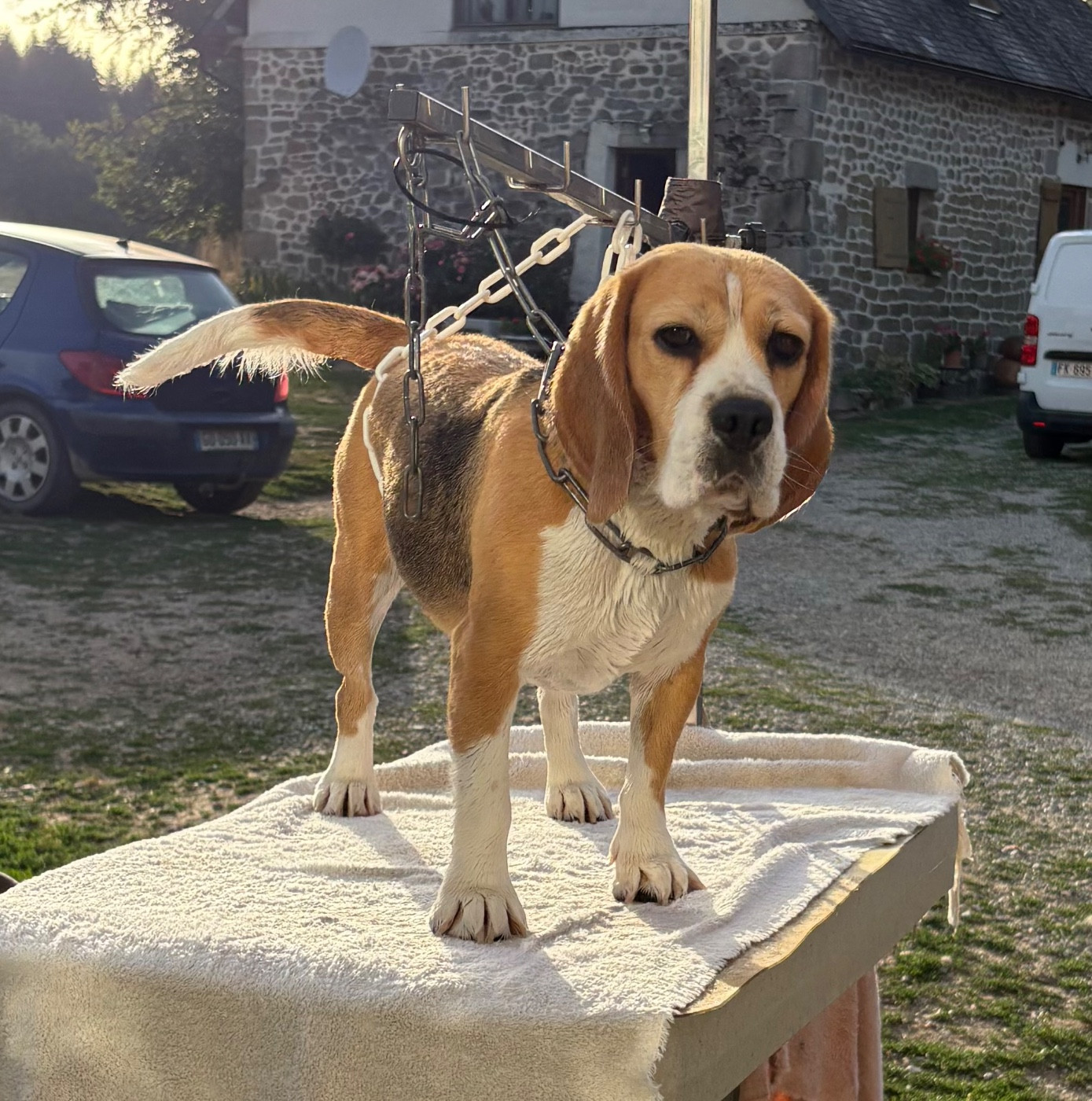 Taiga de la Cascade d'Orion - 1ère Exc Classe Ouverte Femelle, CACS