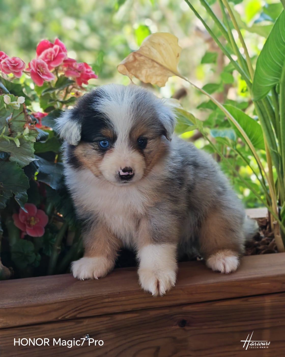 Biscuit