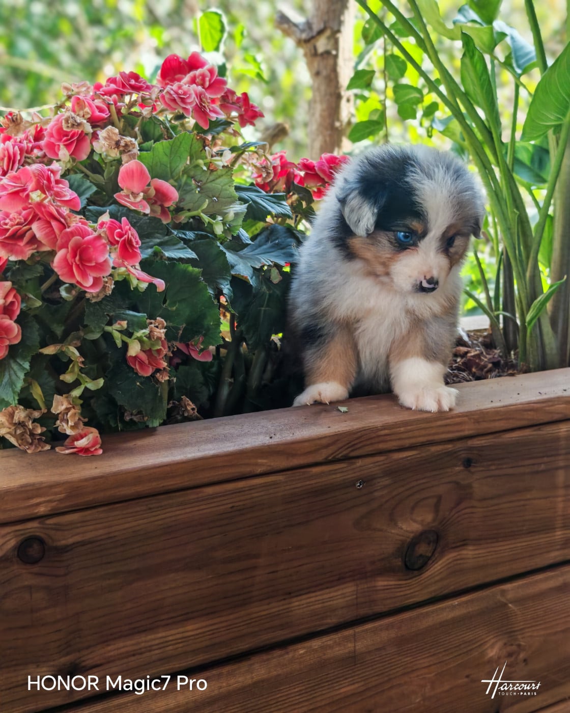Biscuit