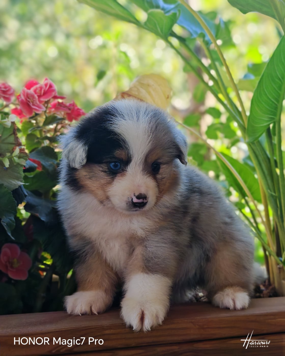 Biscuit
