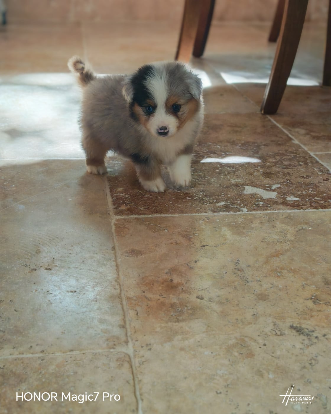 Biscuit