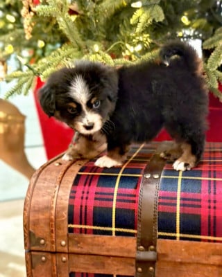 Les chiots de Berger Américain Miniature 