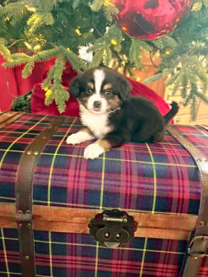 Les chiots de Berger Américain Miniature 