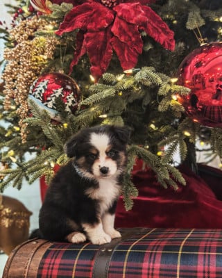 Les chiots de Berger Américain Miniature 