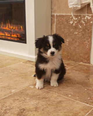 Les chiots de Berger Américain Miniature 