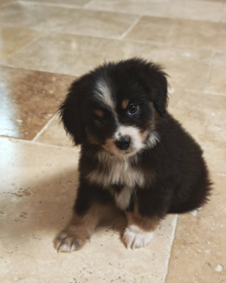 Les chiots de Berger Américain Miniature 