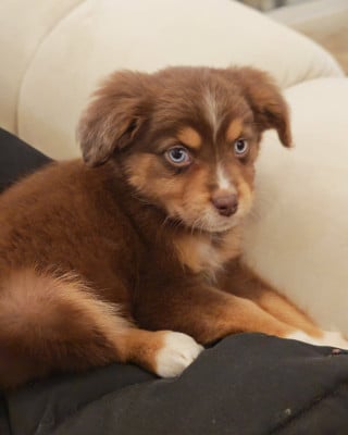 Les chiots de Berger Américain Miniature 