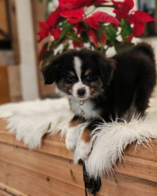 Les chiots de Berger Américain Miniature 