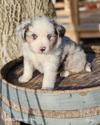 Les chiots de Berger Américain Miniature