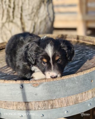Les chiots de Berger Américain Miniature