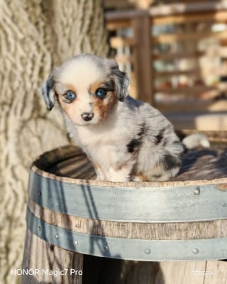Les chiots de Berger Américain Miniature
