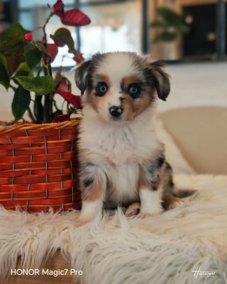 Les chiots de Berger Américain Miniature