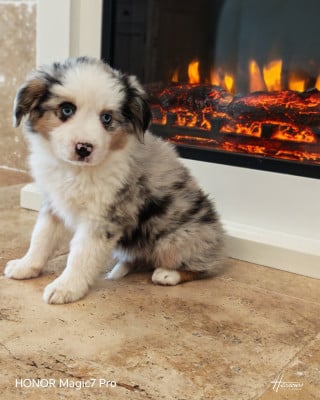 Les chiots de Berger Américain Miniature