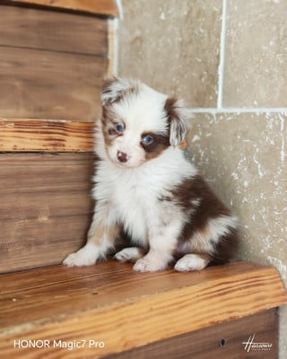 Les chiots de Berger Américain Miniature