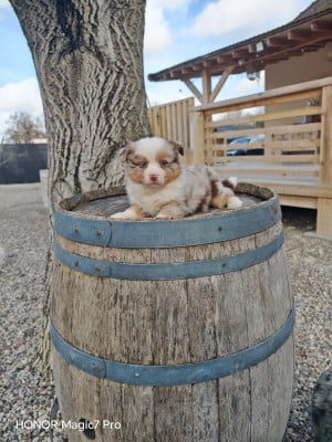 Belly - Berger Américain Miniature