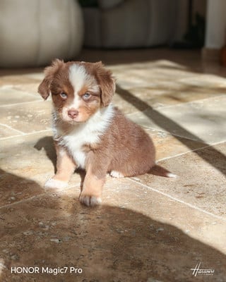 Bella - Berger Américain Miniature