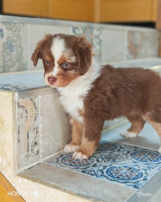 Chiot N°7 - Berger Américain Miniature