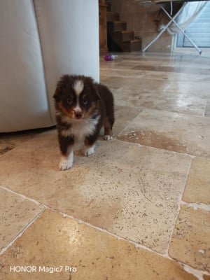 Les chiots de Berger Américain Miniature