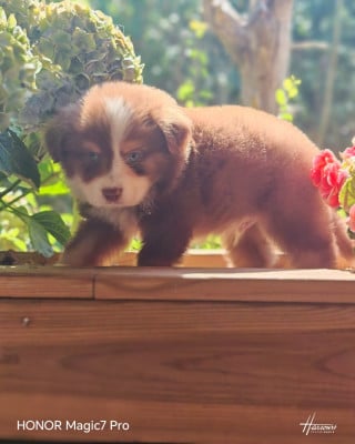 Les chiots de Berger Américain Miniature