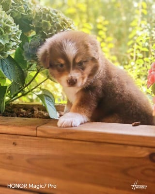 Les chiots de Berger Américain Miniature
