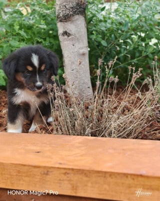 Les chiots de Berger Américain Miniature