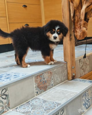 Les chiots de Berger Américain Miniature 