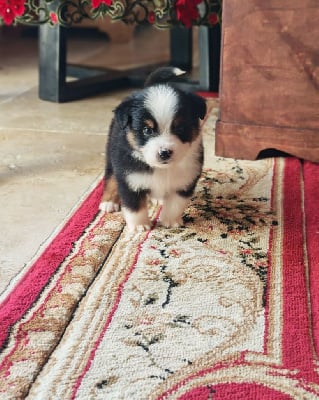 Les chiots de Berger Américain Miniature 