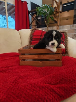 Les chiots de Berger Américain Miniature