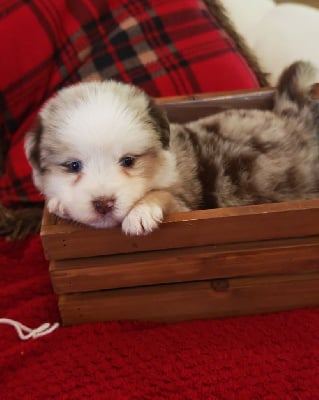 Les chiots de Berger Américain Miniature