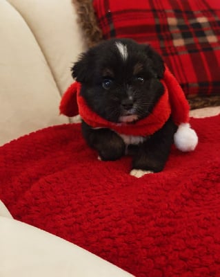 Les chiots de Berger Américain Miniature