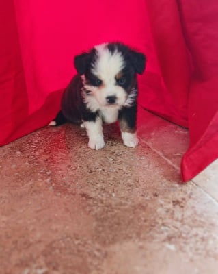 Berger Américain Miniature 