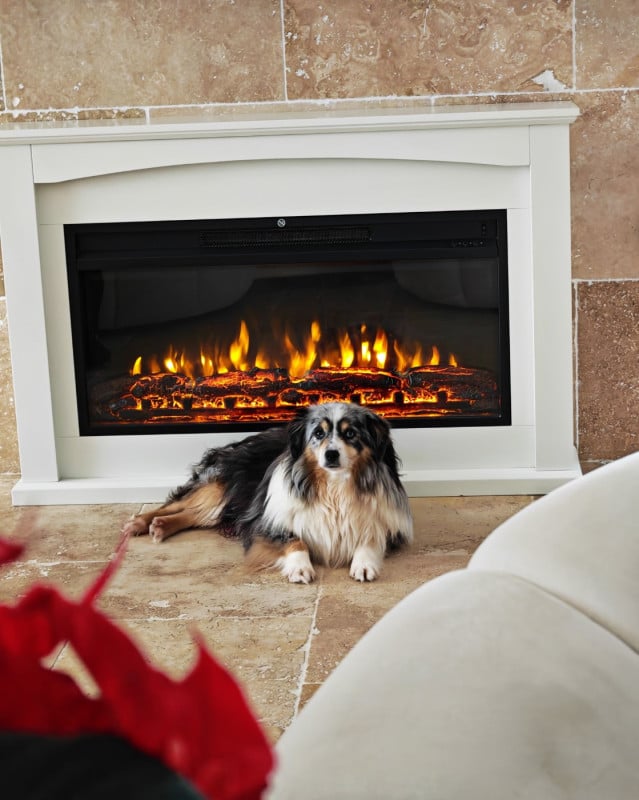 Berger Américain Miniature  - du Royaume de Nohee