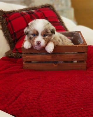 Berger Américain Miniature 