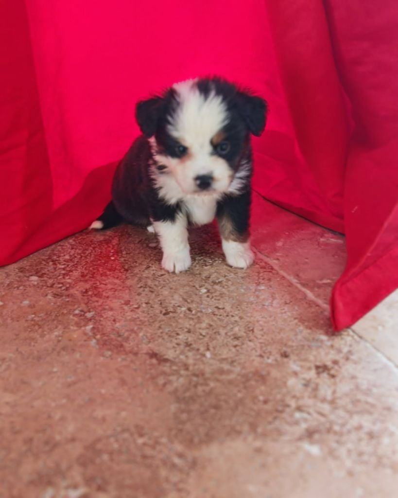 A - Berger Américain Miniature 