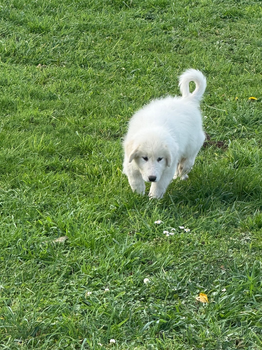 ALIBI collier vert fluo