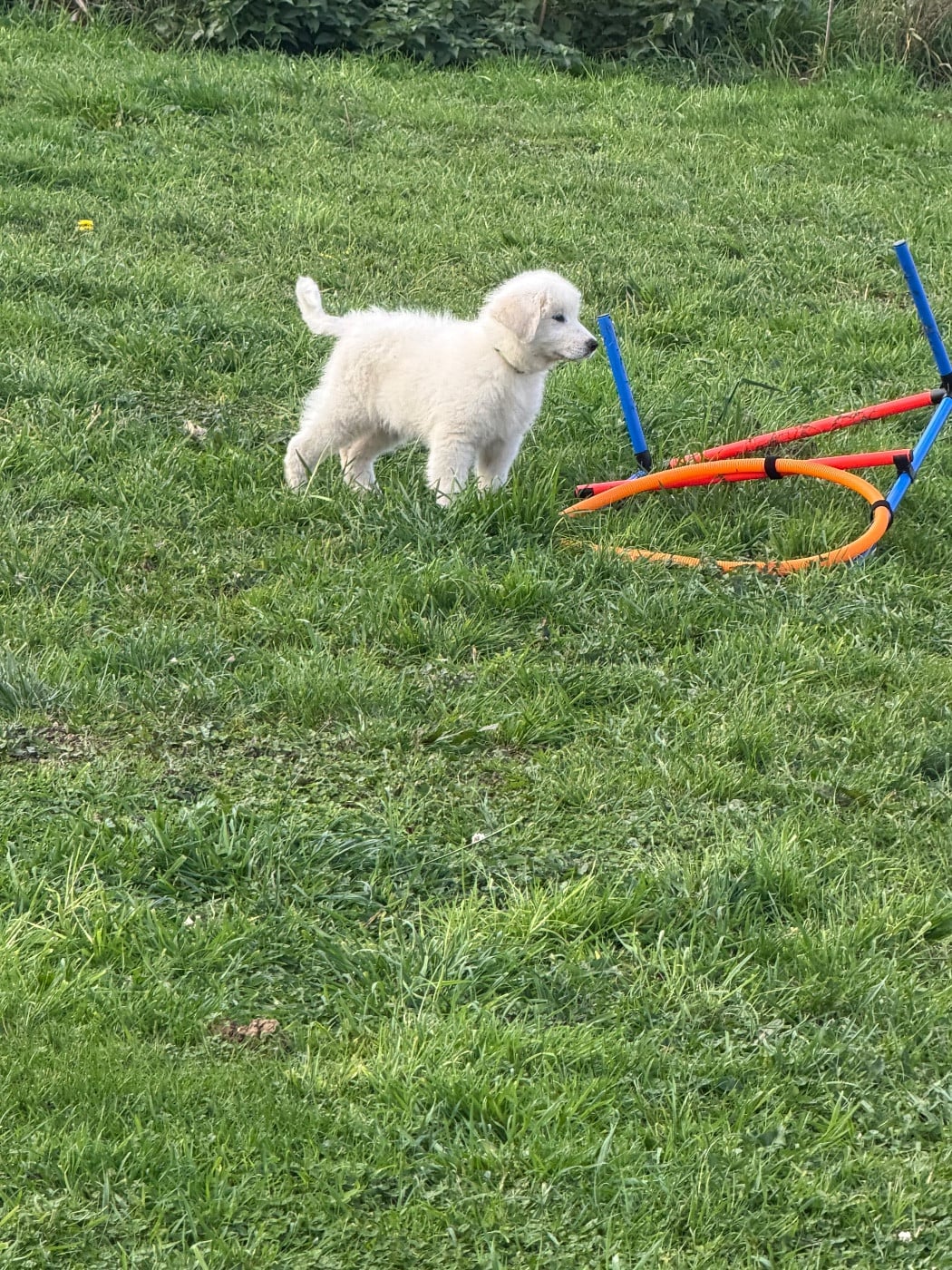 ALIBI collier vert fluo