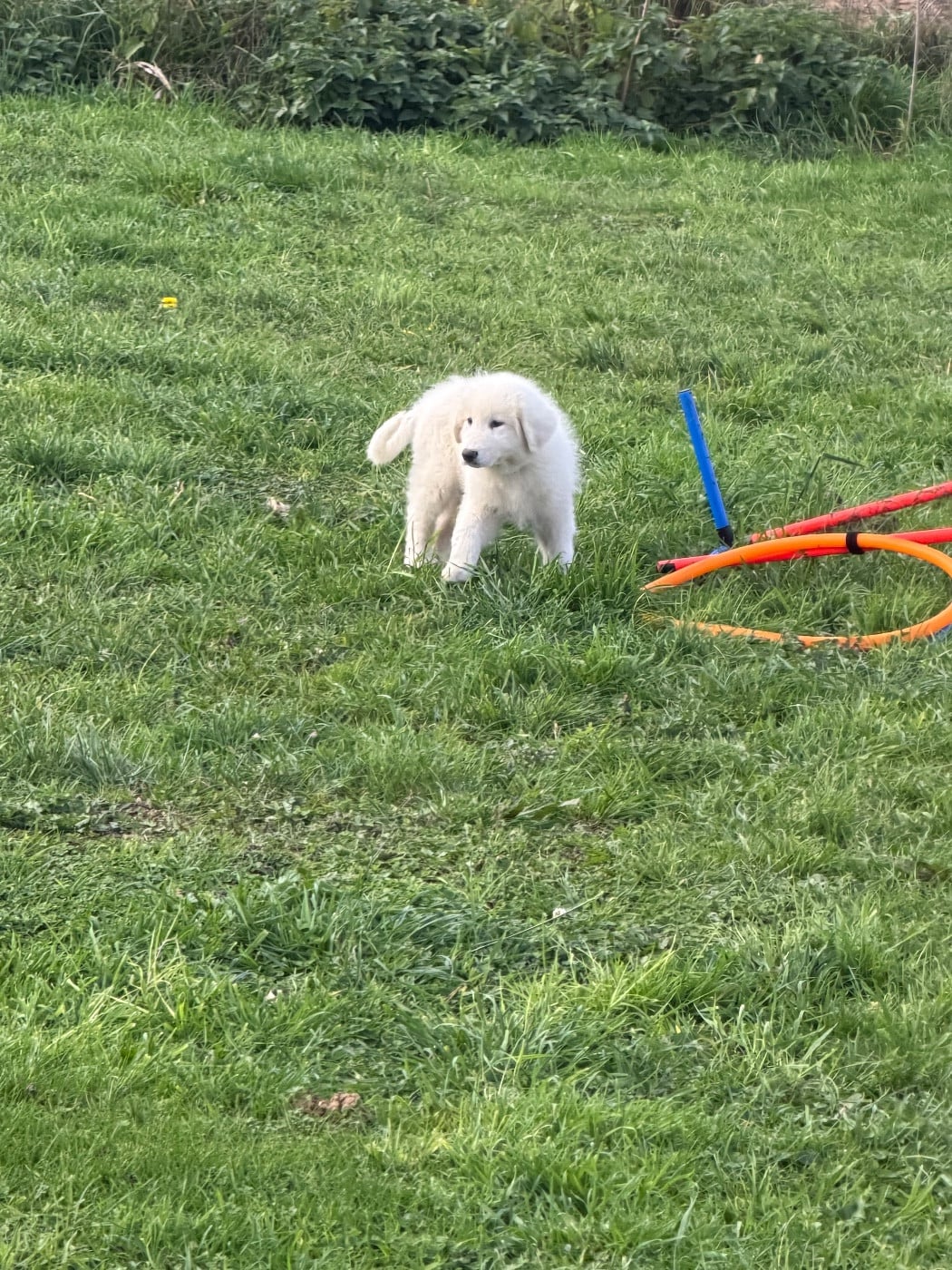 ALIBI collier vert fluo