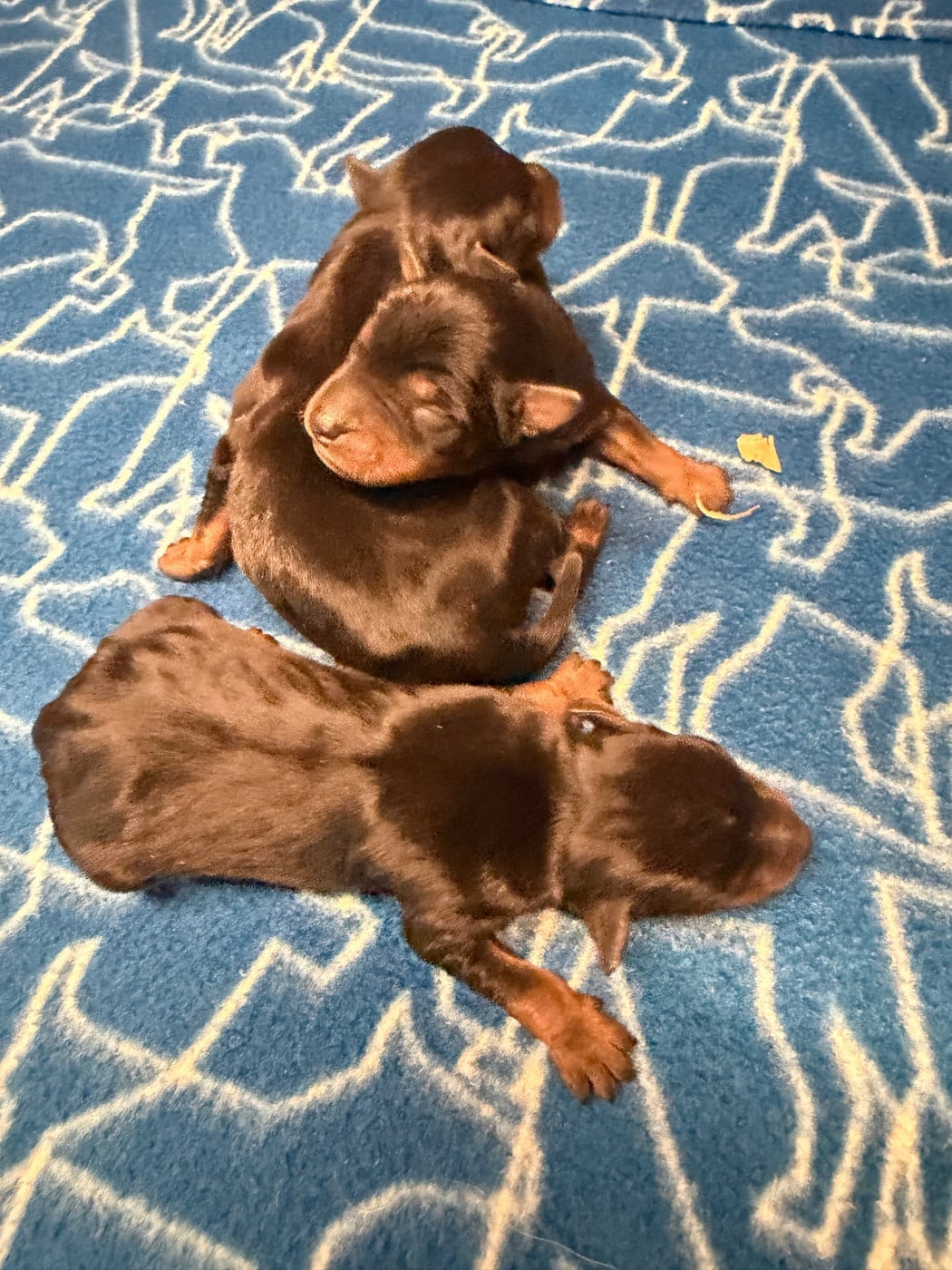 CHIOT 3 - Pinscher nain