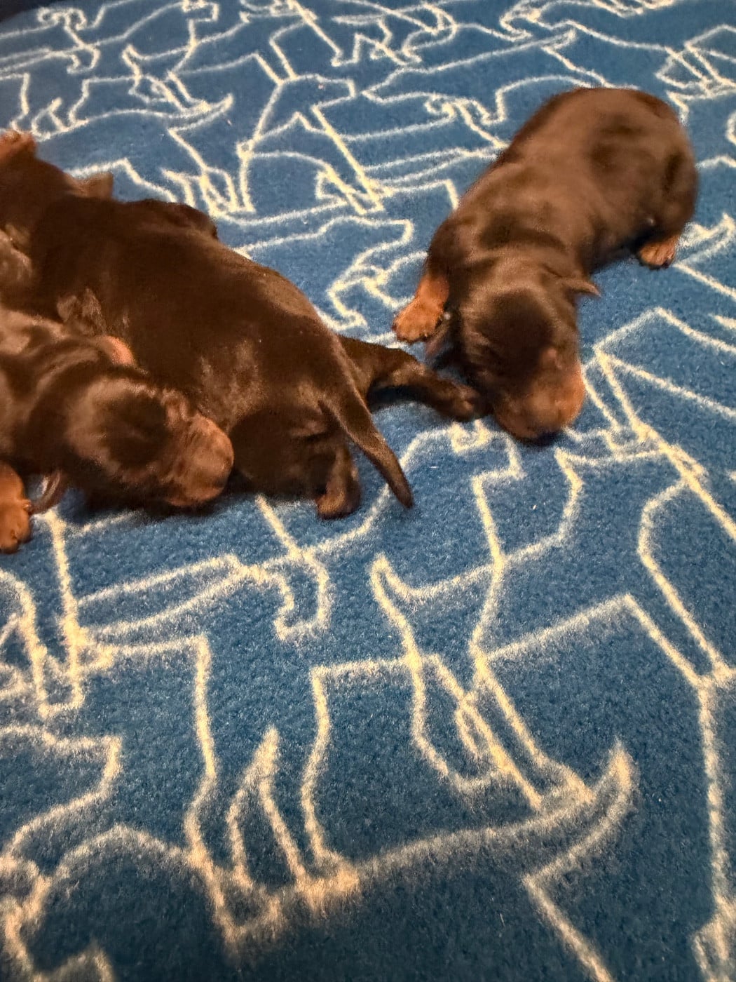 CHIOT 4 - Pinscher nain