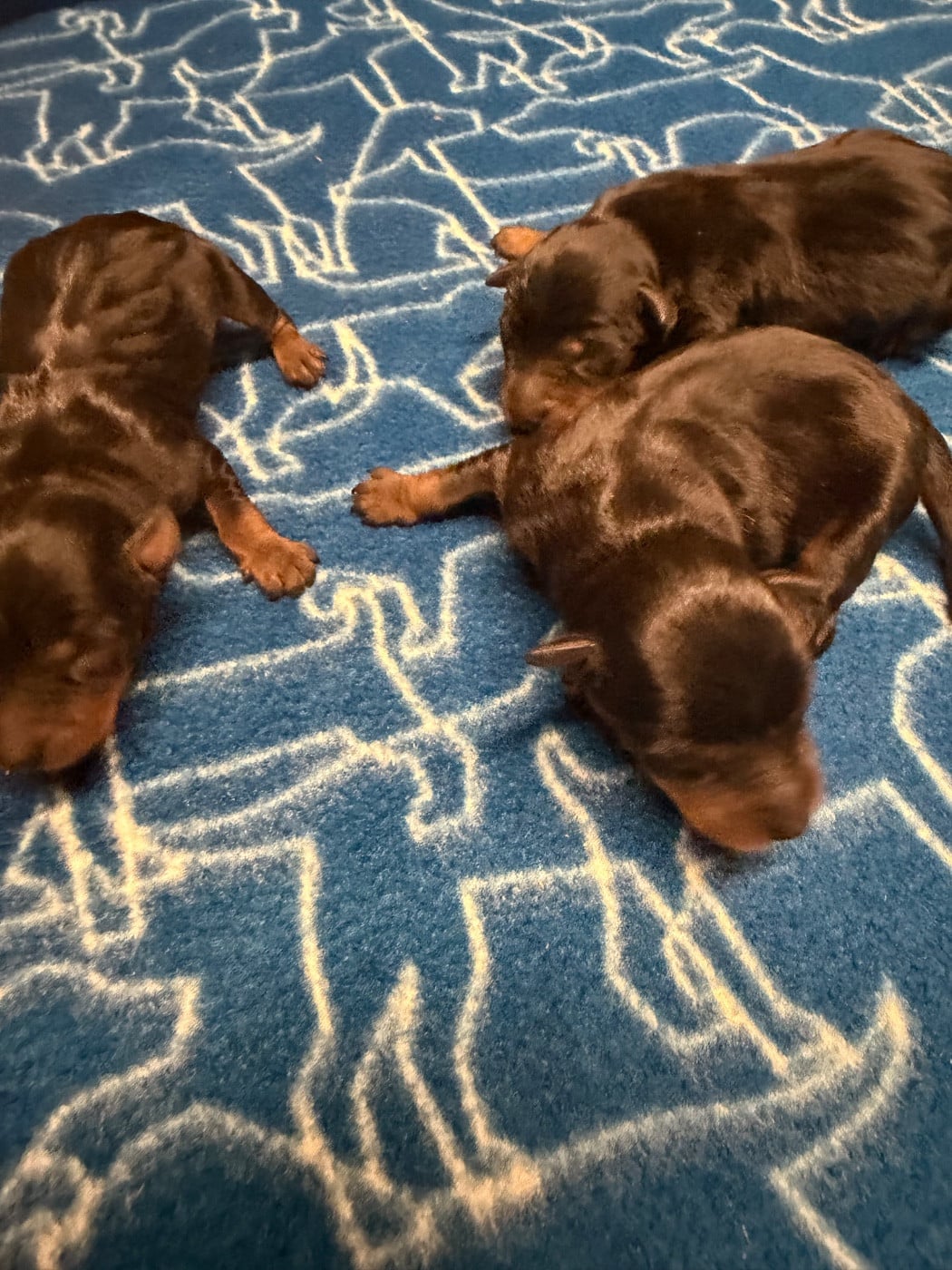 CHIOT 1 - Pinscher nain