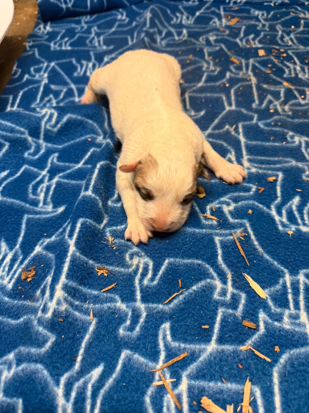 CHIOT 7 - Chien de Montagne des Pyrenees