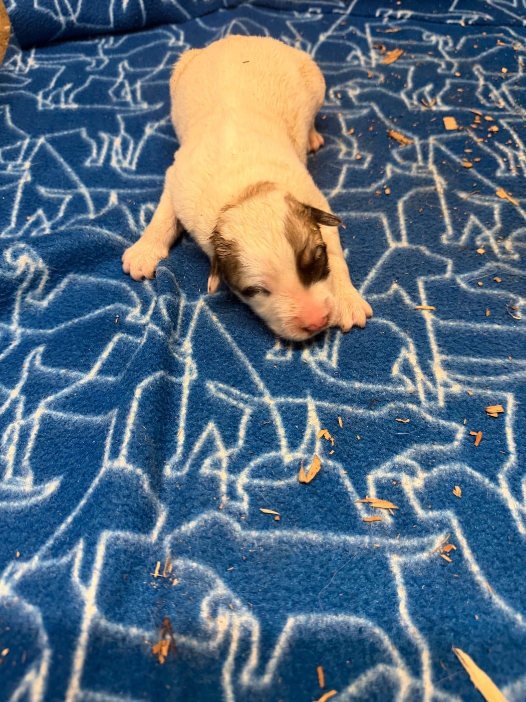 CHIOT 5 - Chien de Montagne des Pyrenees