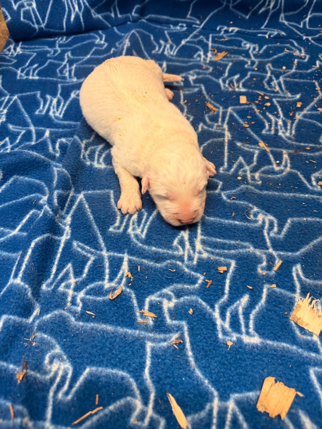 CHIOT 4 - Chien de Montagne des Pyrenees