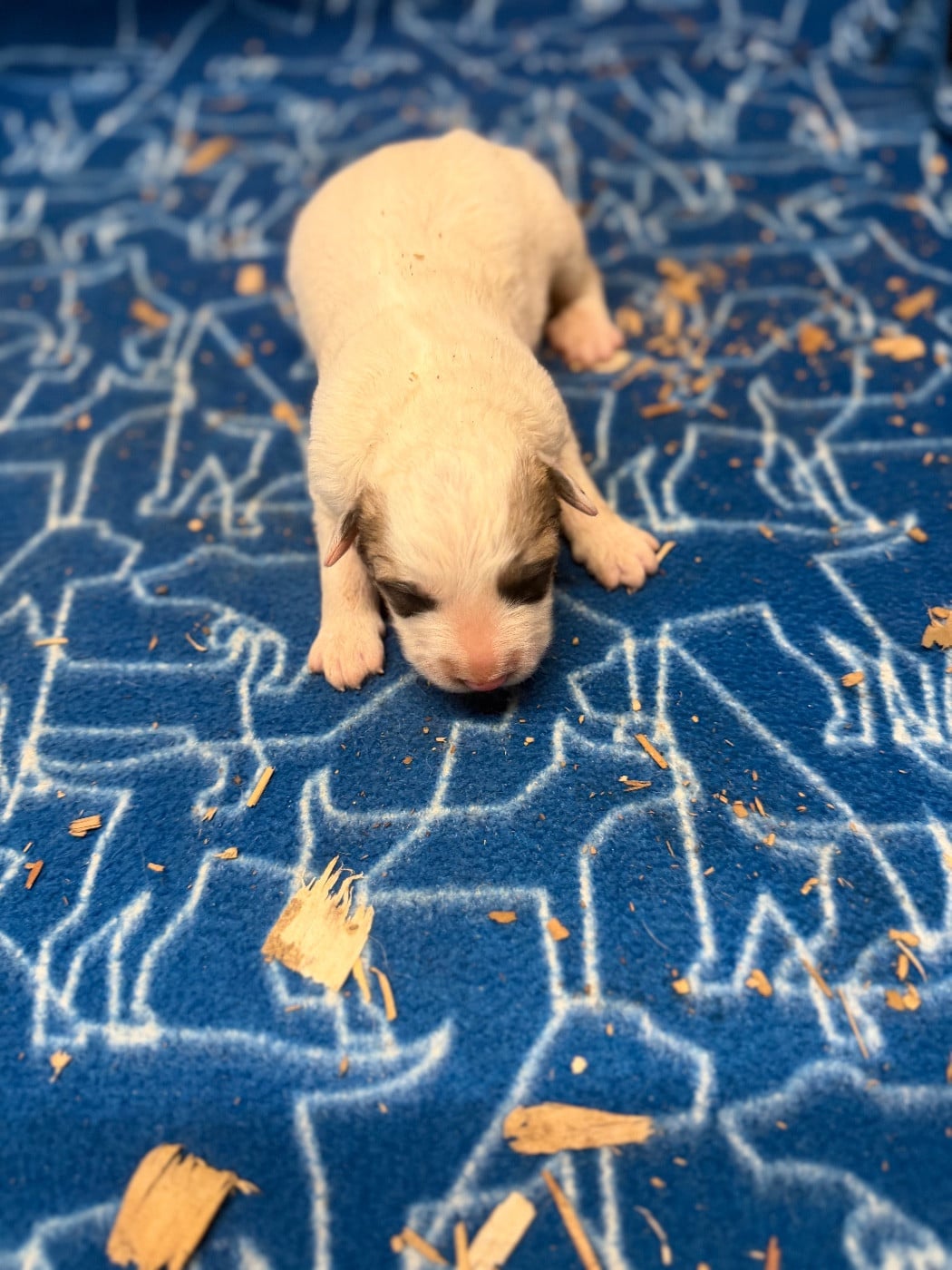 CHIOT 3 - Chien de Montagne des Pyrenees