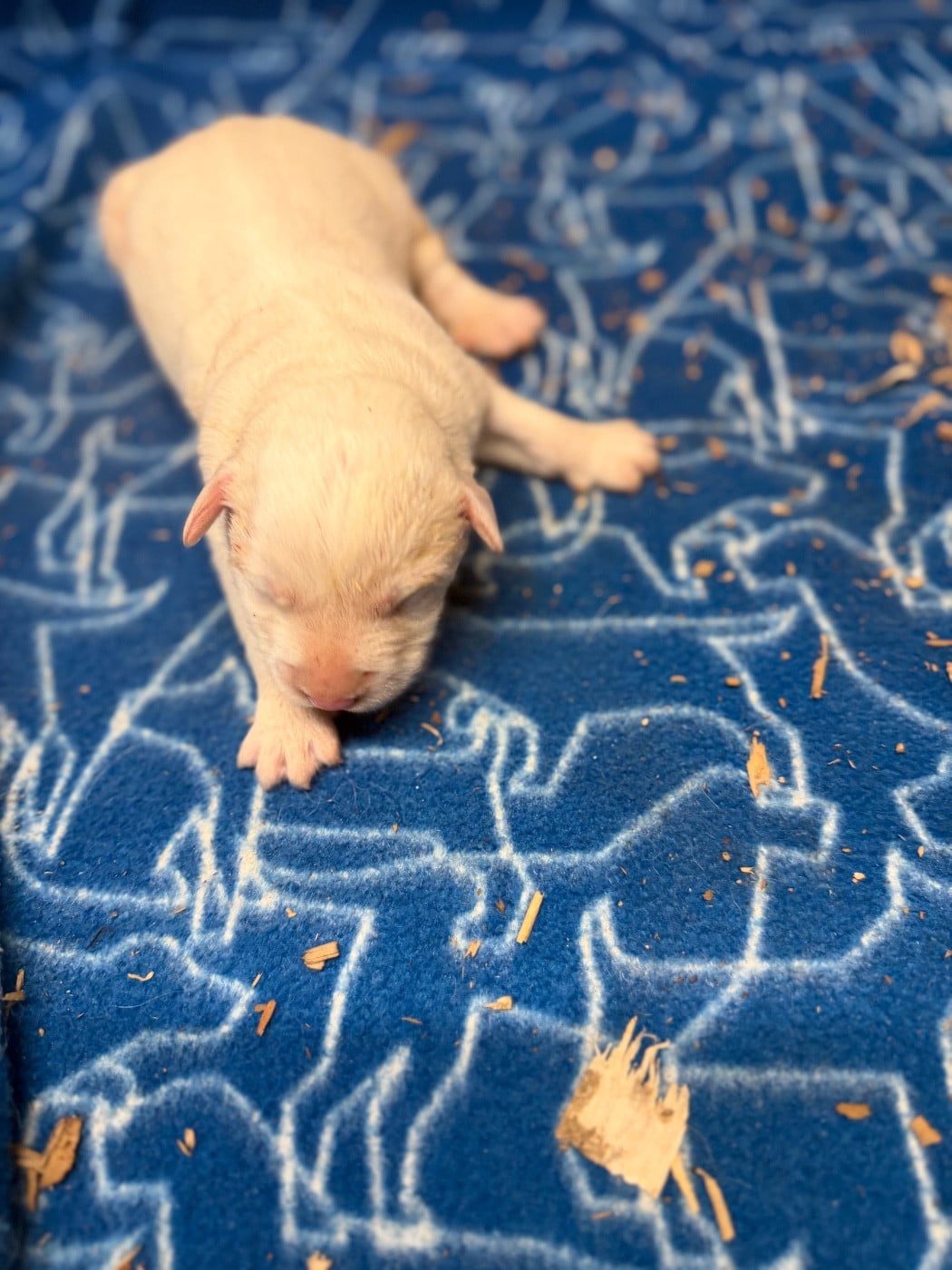 CHIOT 2 - Chien de Montagne des Pyrenees
