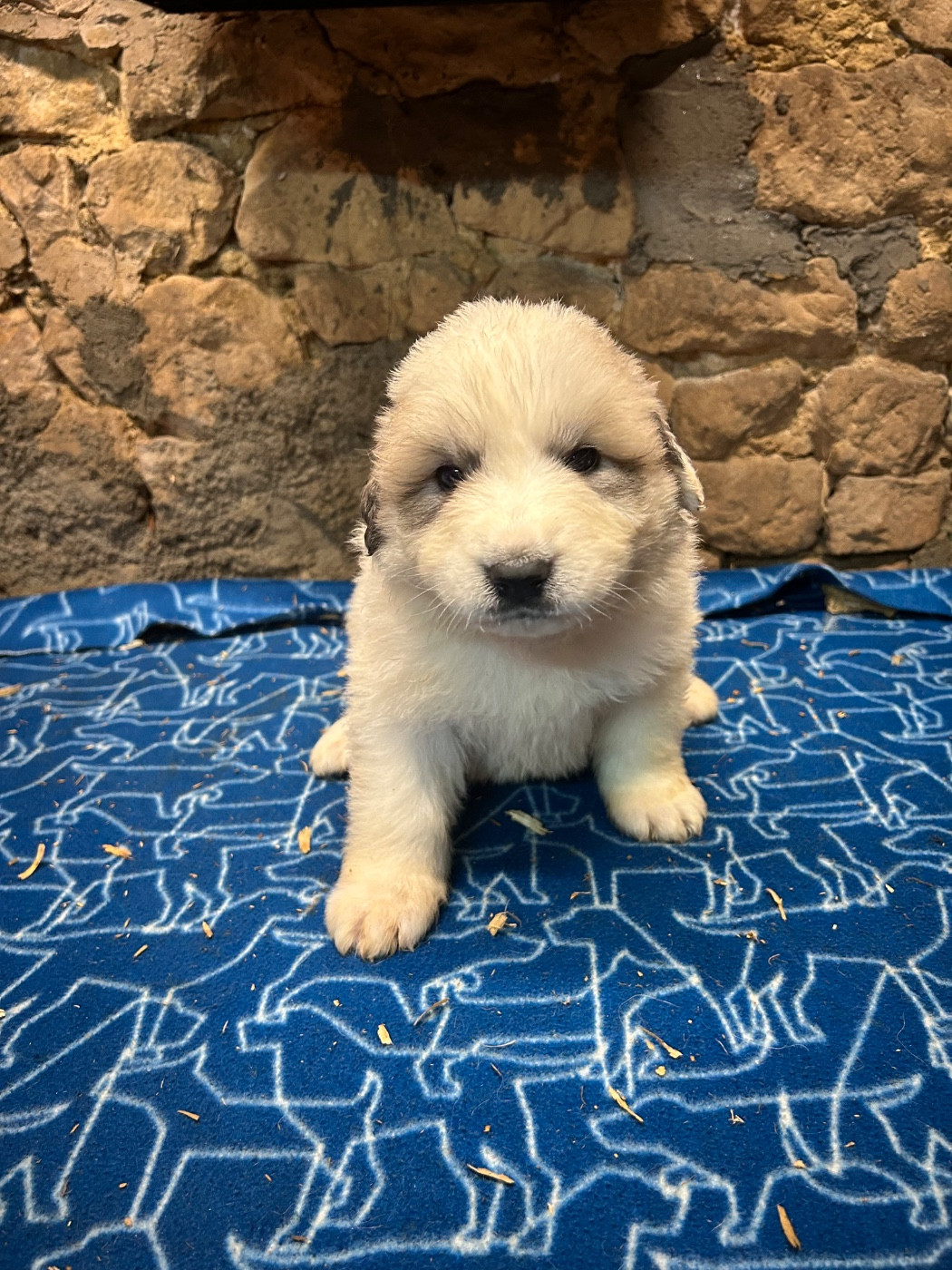 CHIOT collier bleu foncé